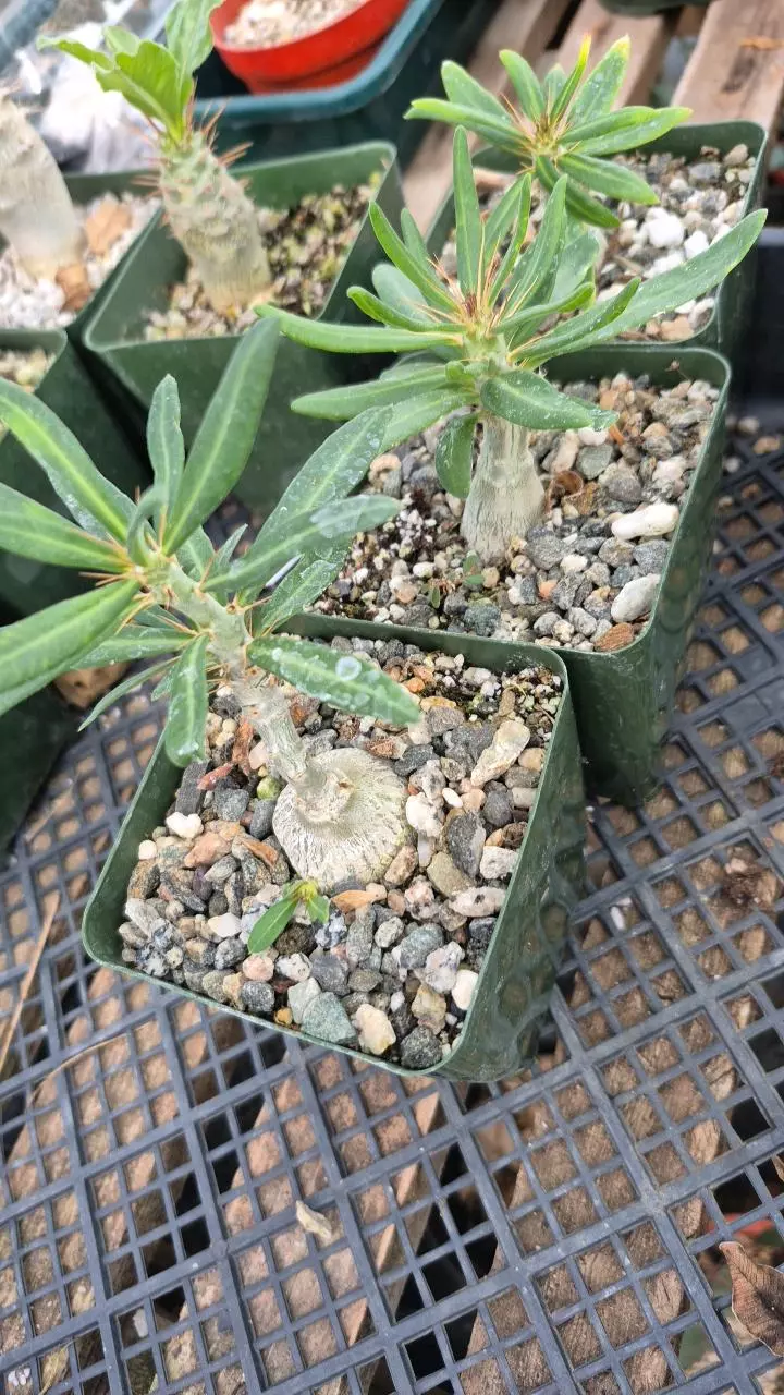 C4 Pachypodium succulentum v. griquense thumbnail
