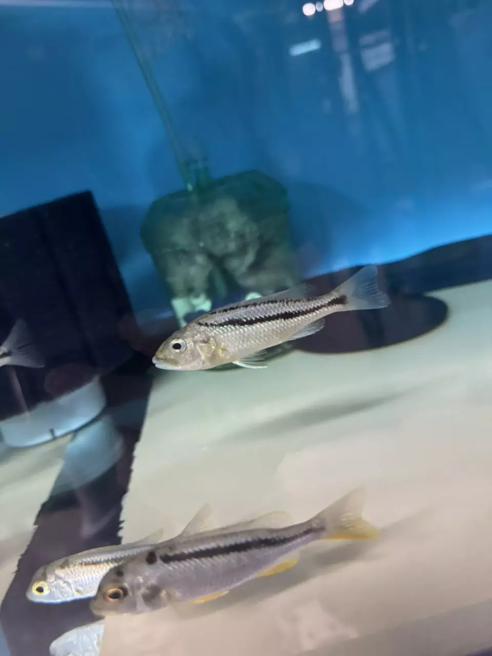 Malawi hawk UNSEXED 3.5”+ (NOT EXACT FISH SAME QUALITY) thumbnail