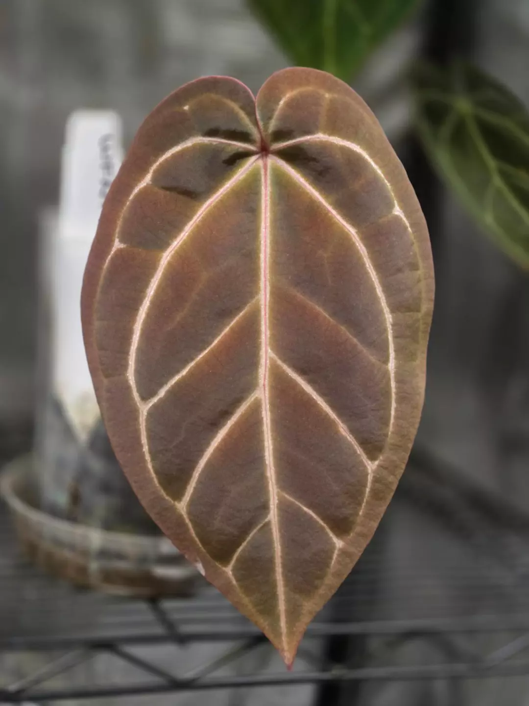 WuHoo 1st Night x RC PM1 thumbnail