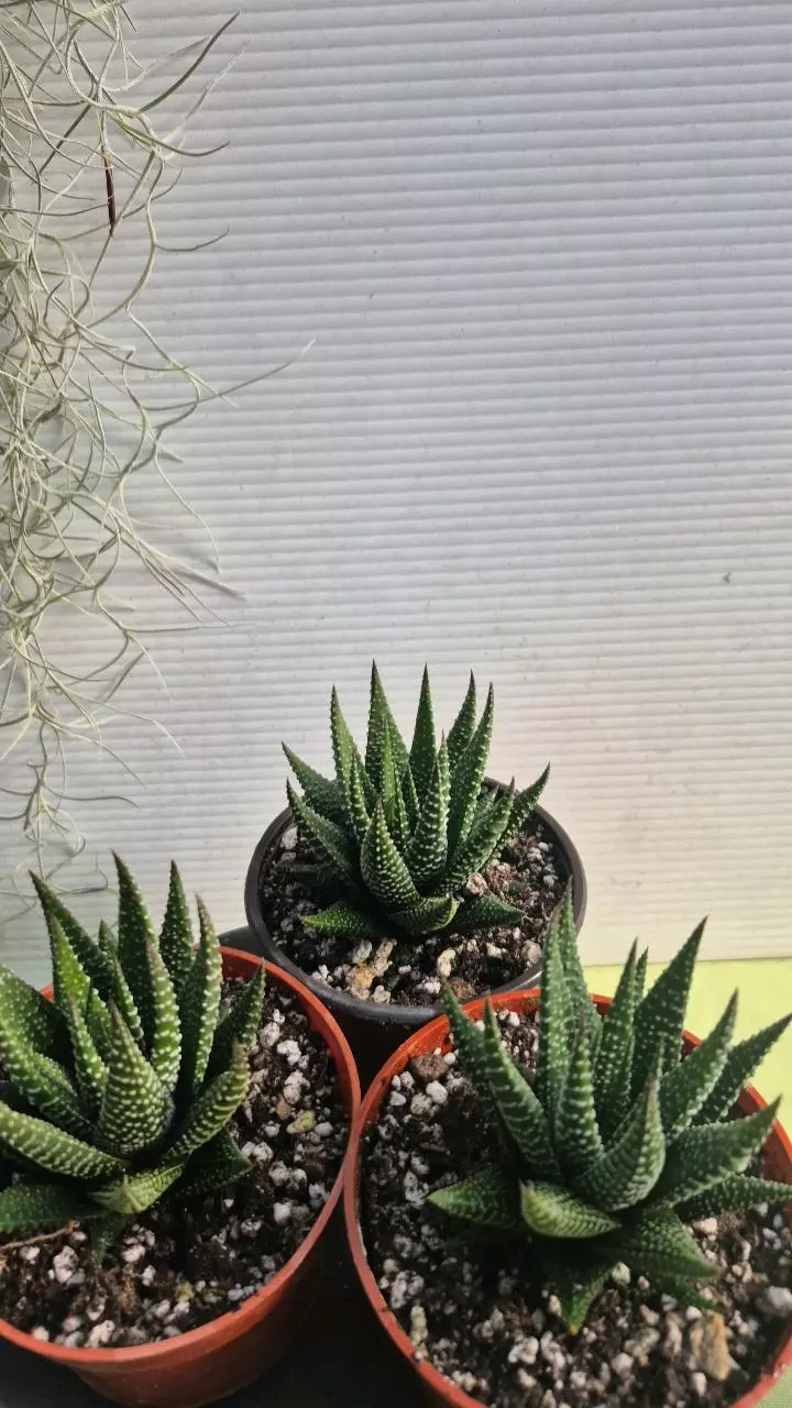 206 Haworthia 'Universe' thumbnail