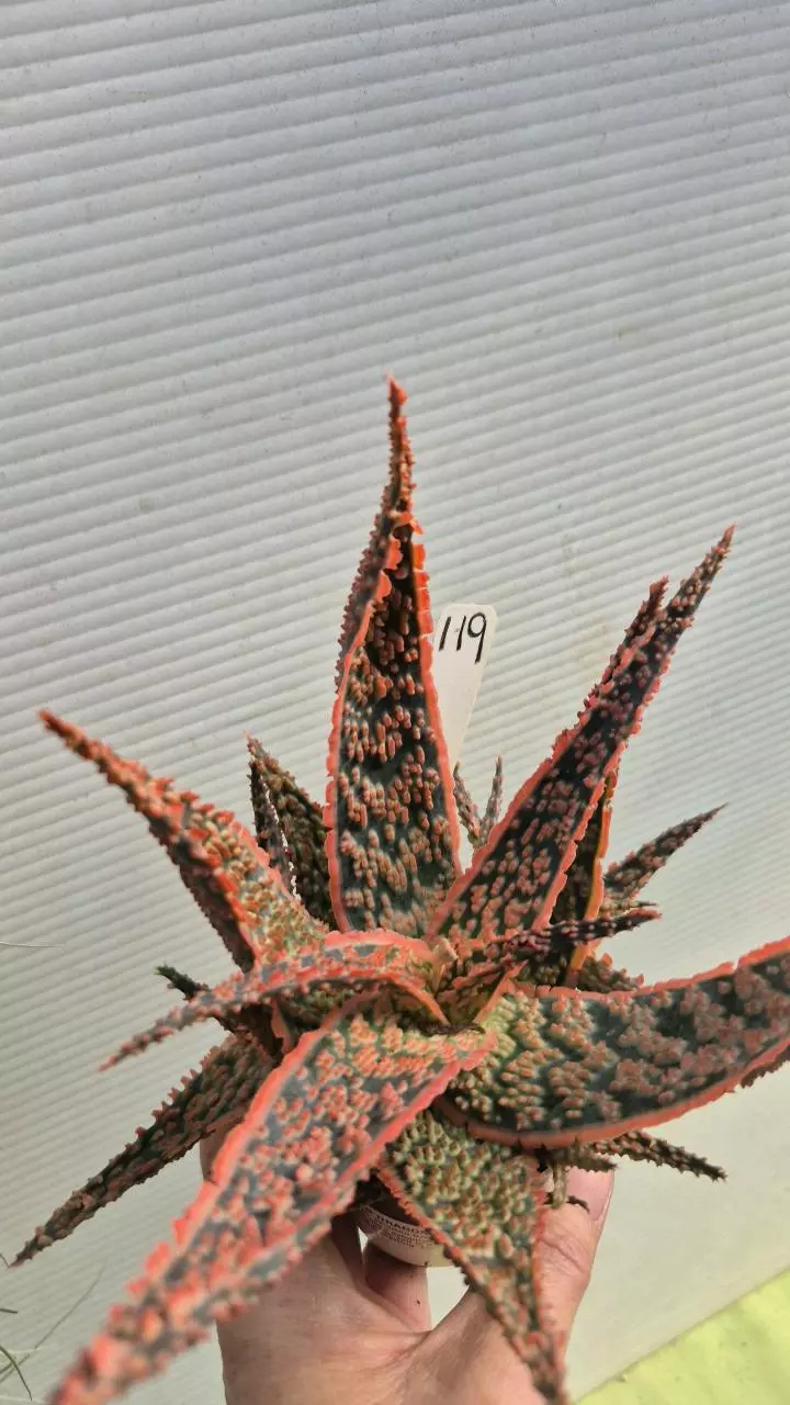 119 Aloe 'Crimson Dragon' thumbnail