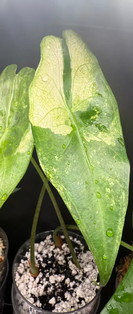Alocasia Longiloba Albo #3 thumbnail