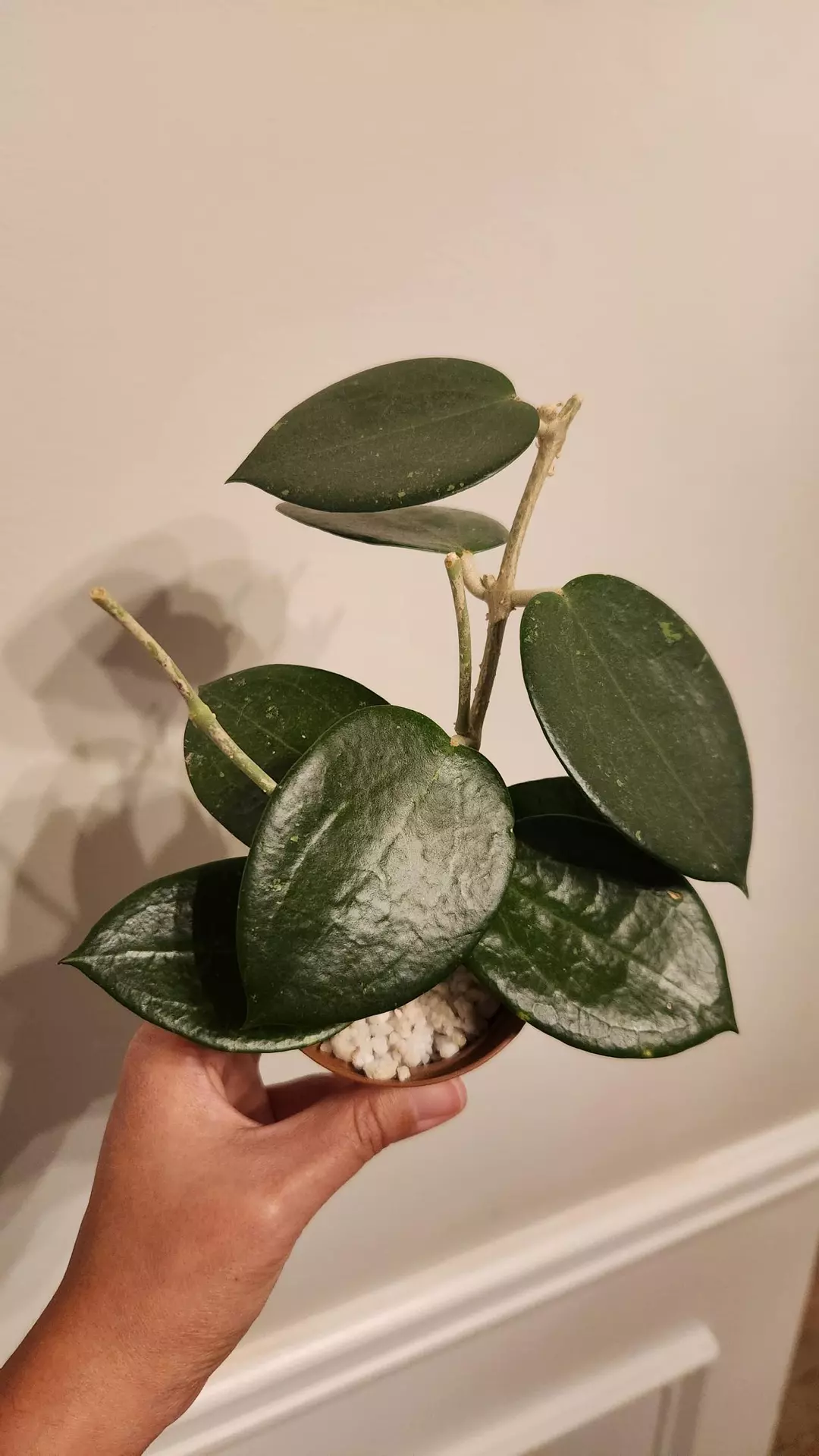 Hoya MB1414 (Christine x Aldrichii) thumbnail
