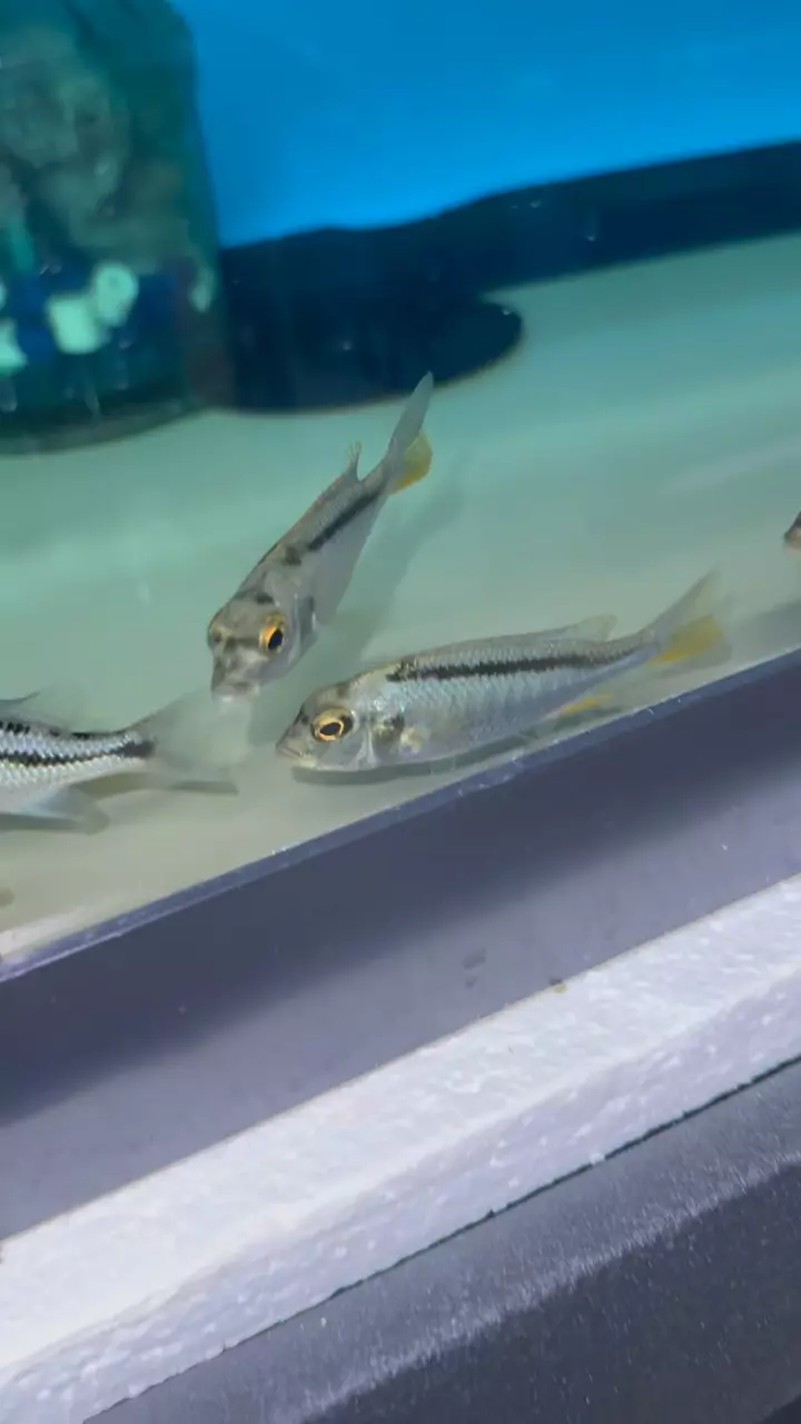 Bucco noto UNSEXED 3.5”+ (NOT EXACT FISH SAME QUALITY) thumbnail