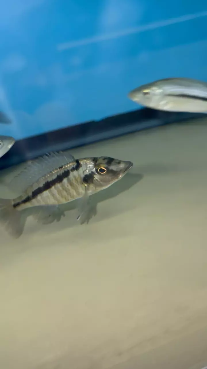 Malawi Gar UNSEXED 3.5”+ (NOT EXACT FISH SAME QUALITY) thumbnail