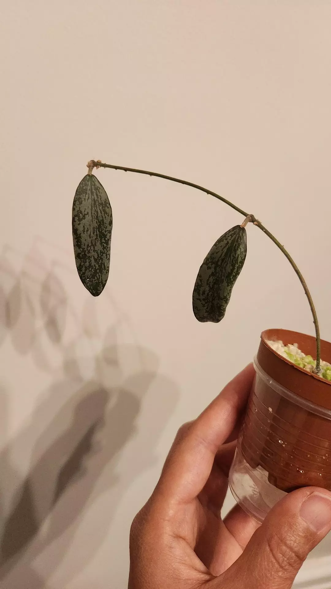 Hoya Sigillatis round leaf silver thumbnail