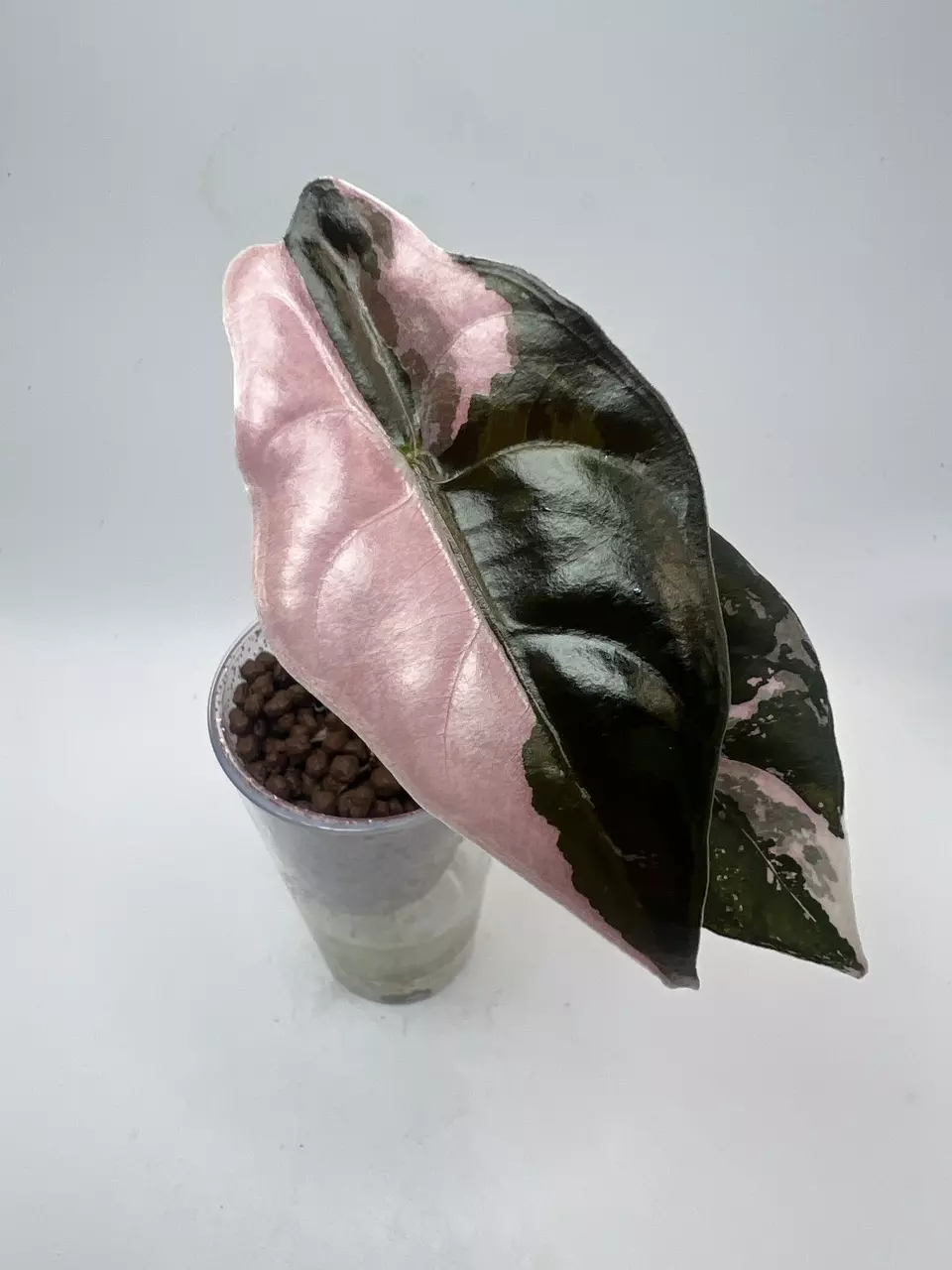 Alocasia Chantrieri Pink Variegated thumbnail