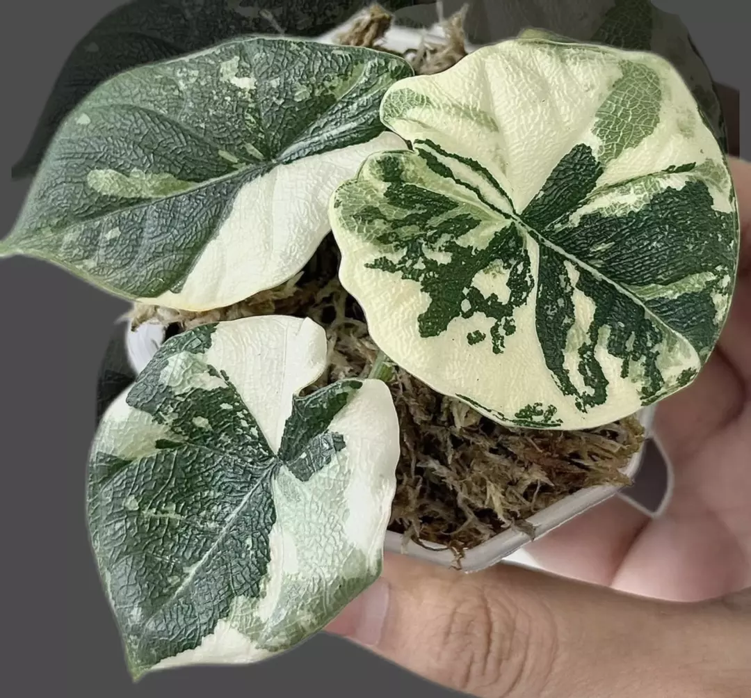 Melo albo tissue culture gc thumbnail