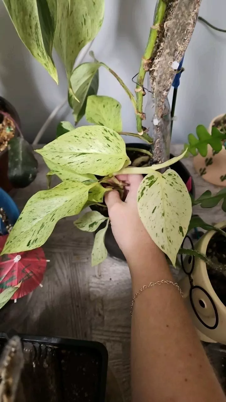 Epipremnum Crysophyllum ❄️ thumbnail