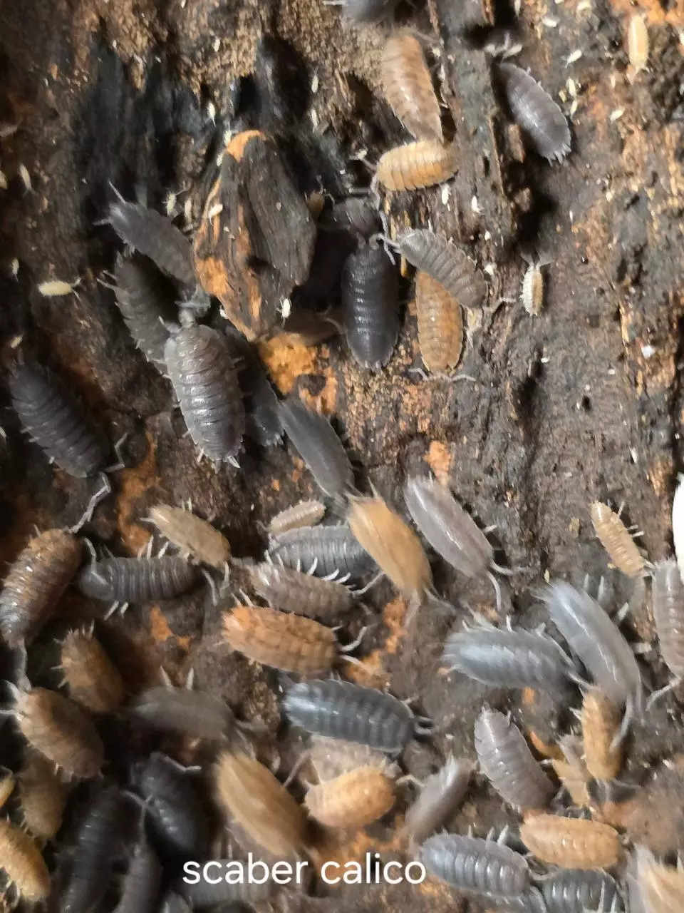 Scaber Calico 10 Count thumbnail