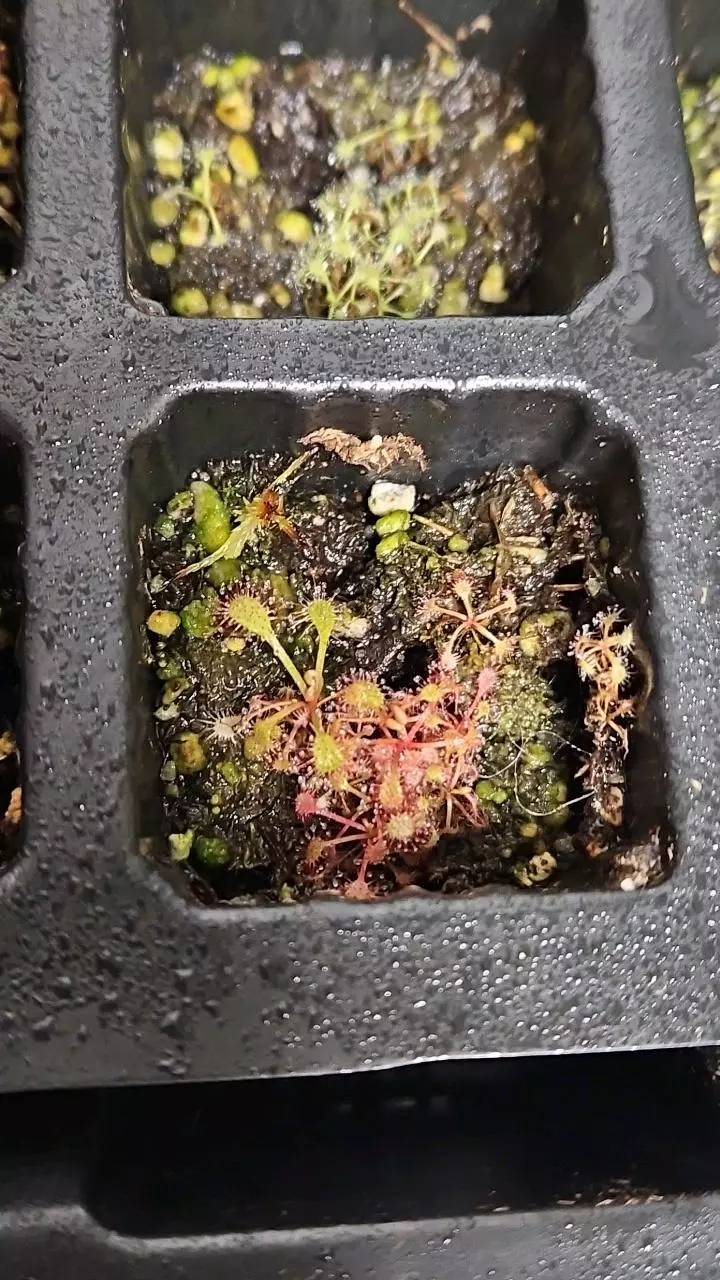 Drosera Rubrivenator (Carnivorous)👠 thumbnail