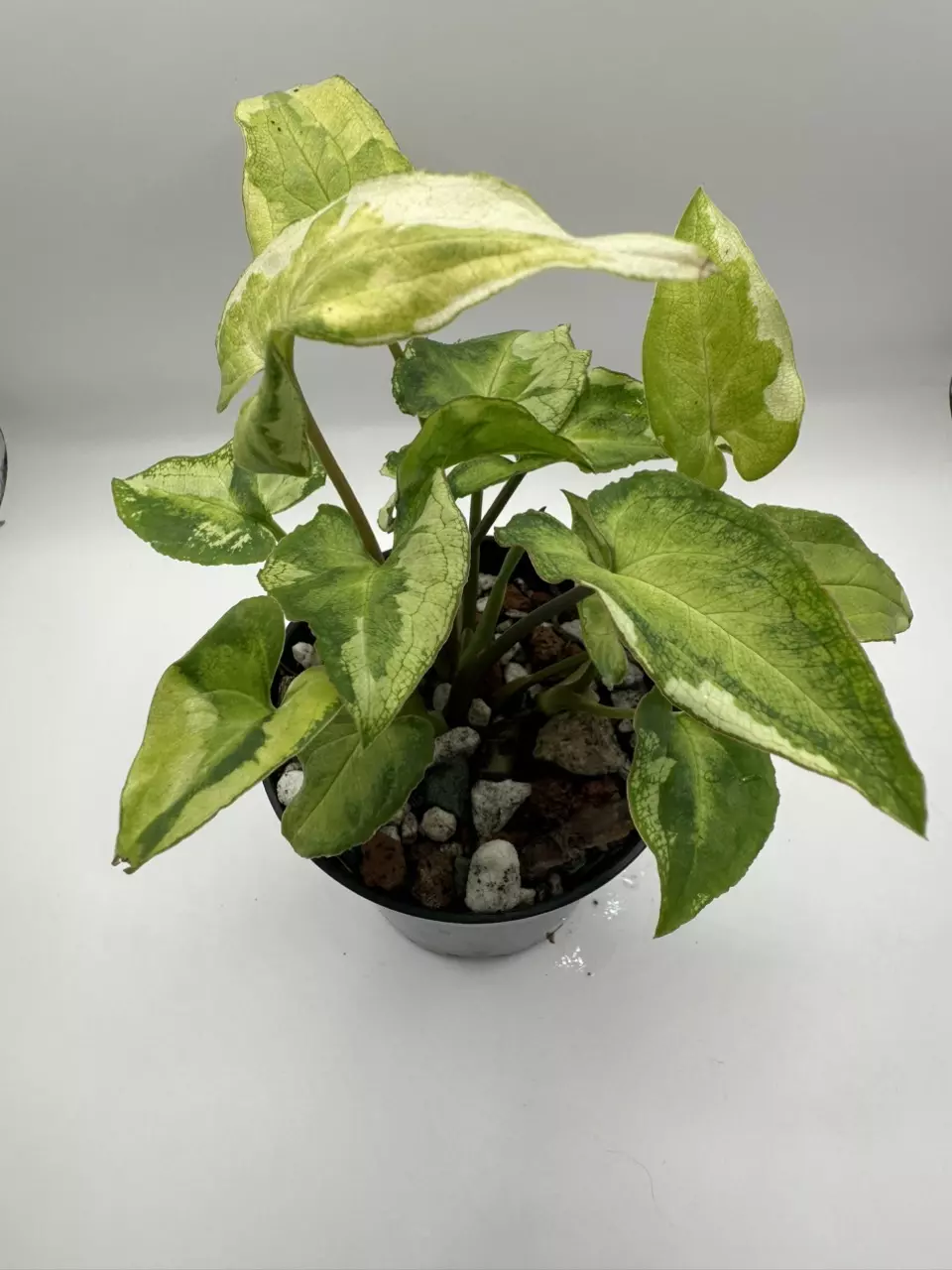 Syngonium Three Kings thumbnail