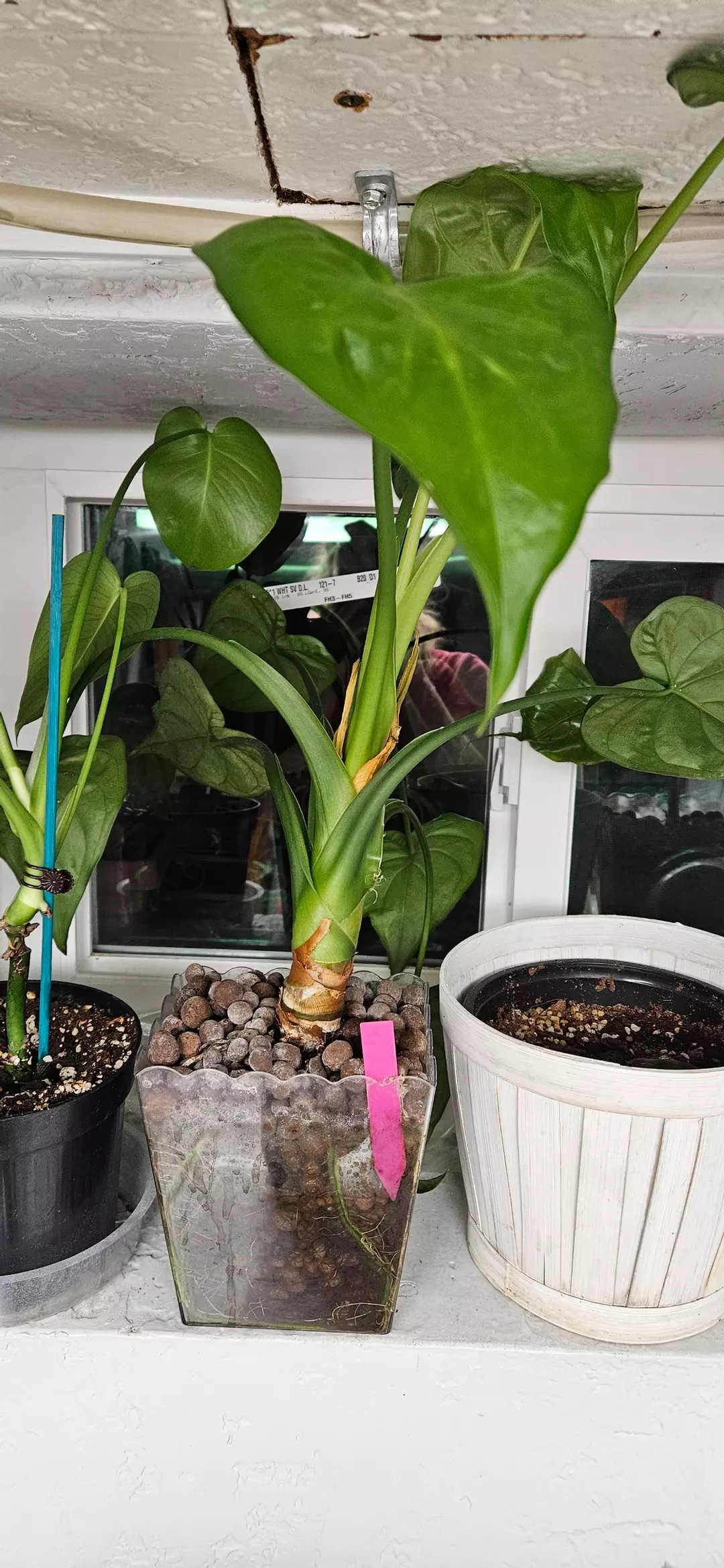 Emerald Echo Alocasia ⚜️ thumbnail