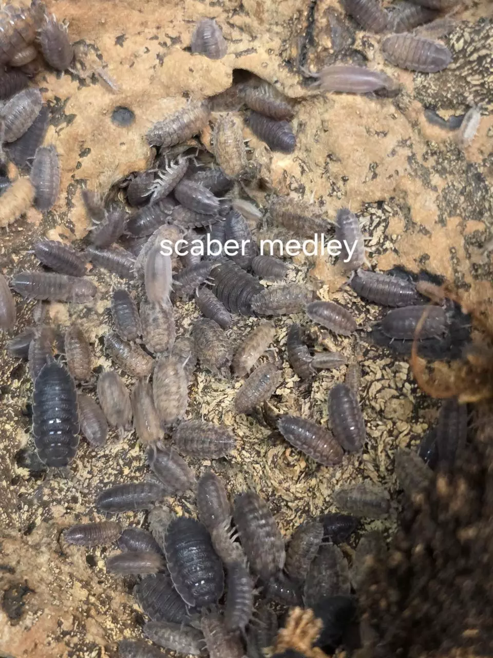 Scaber Medley 10 Count thumbnail