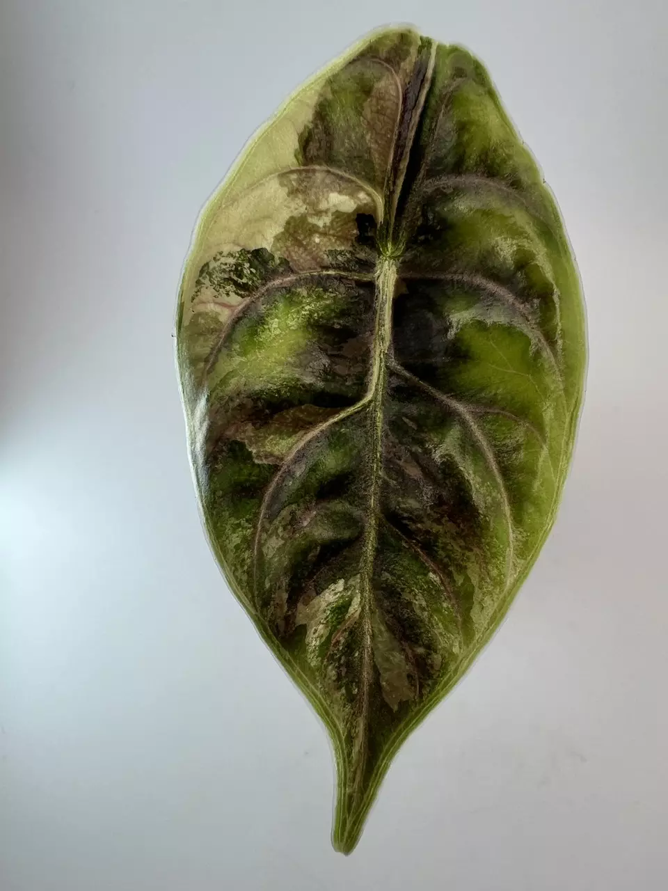 Alocasia Azlanii Orange thumbnail