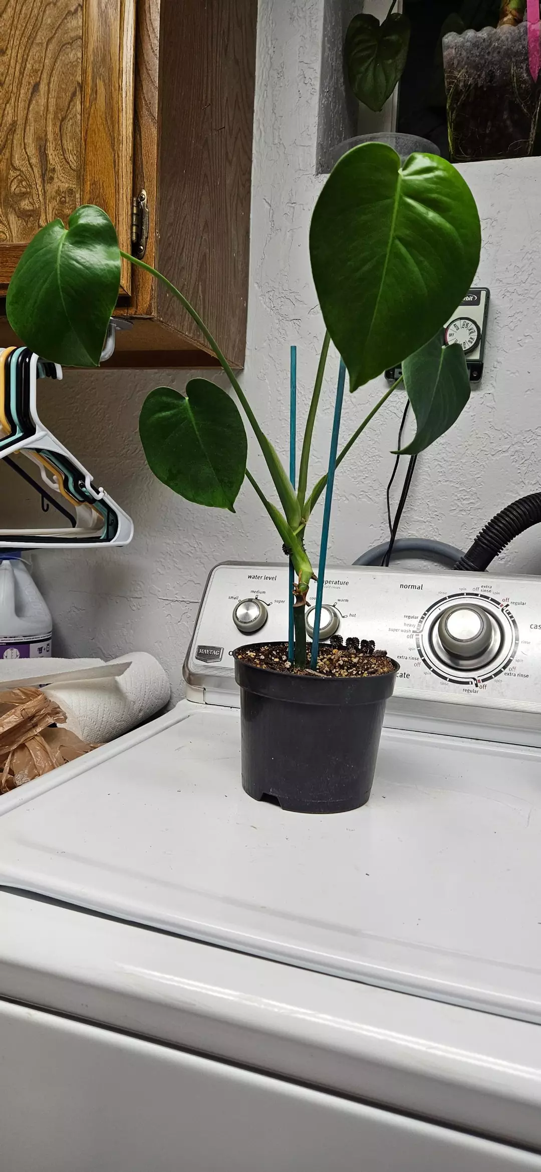 Monstera Deliciosa 👾 thumbnail