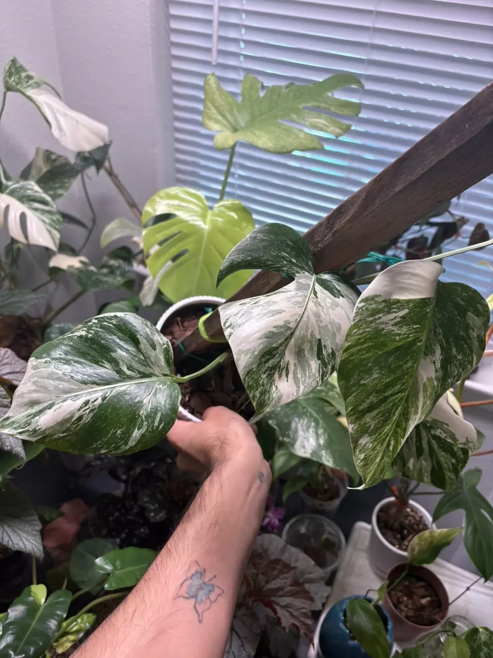 Monstera Albo thumbnail