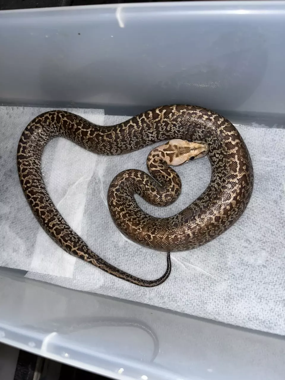 Granite het albino poss pied thumbnail