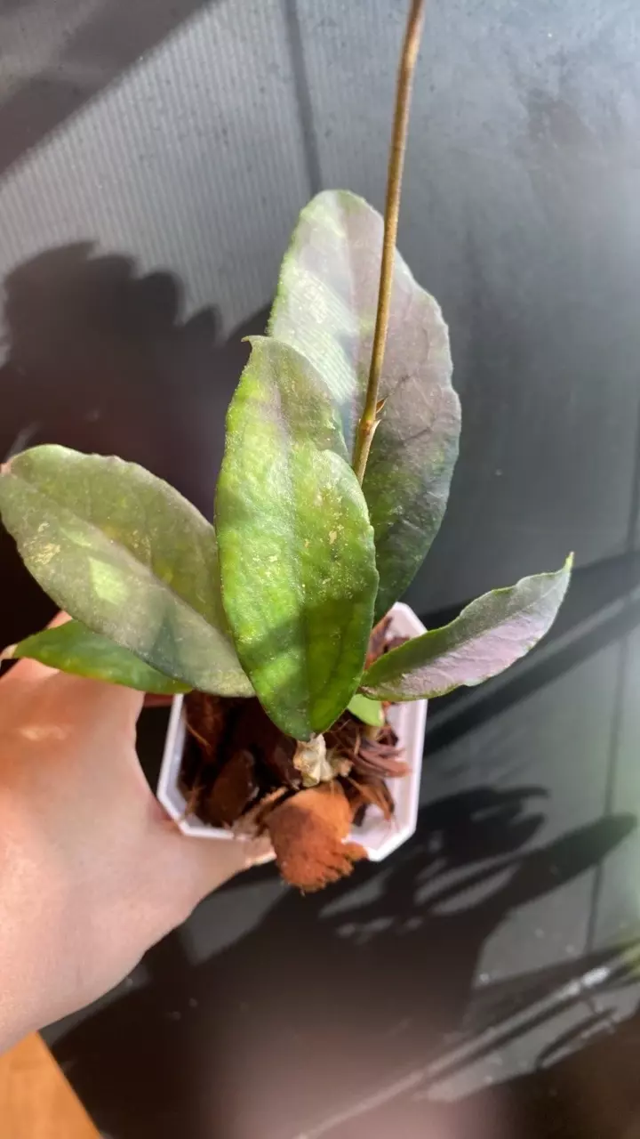 0070 Finlaysonnii thumbnail