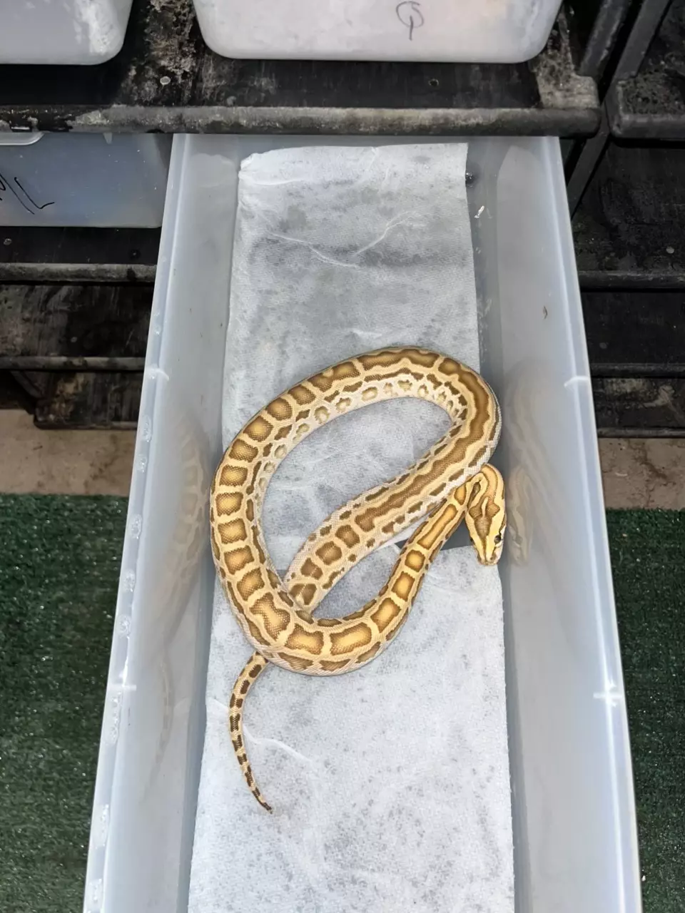 Hypo male 100% het albino 66%het champagne green lab thumbnail