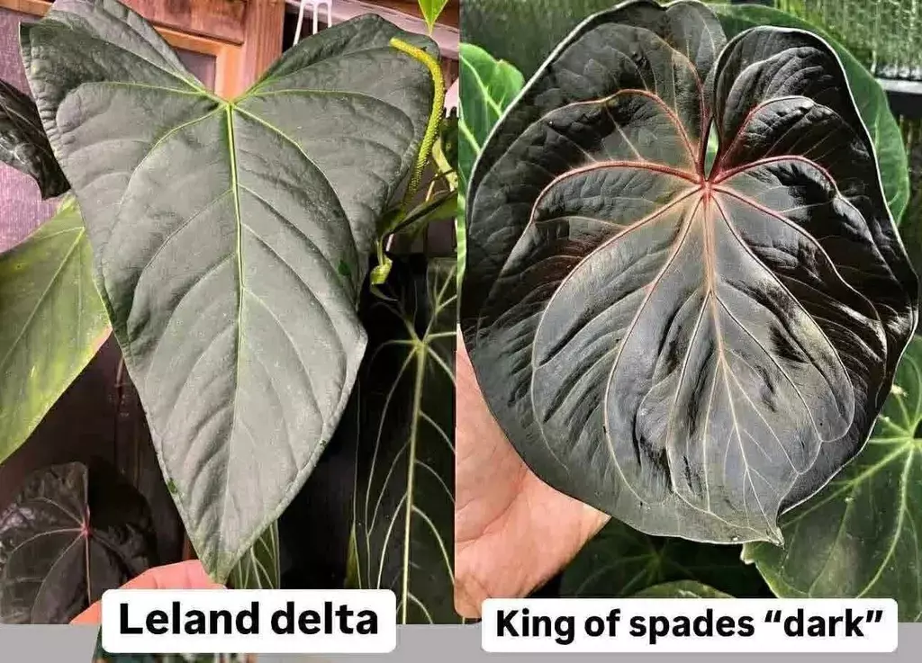 Leland delta x king of spades(Dark) thumbnail