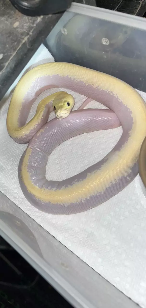 Female ivory last one left ! 66% het green champagne birthdate may 2nd thumbnail