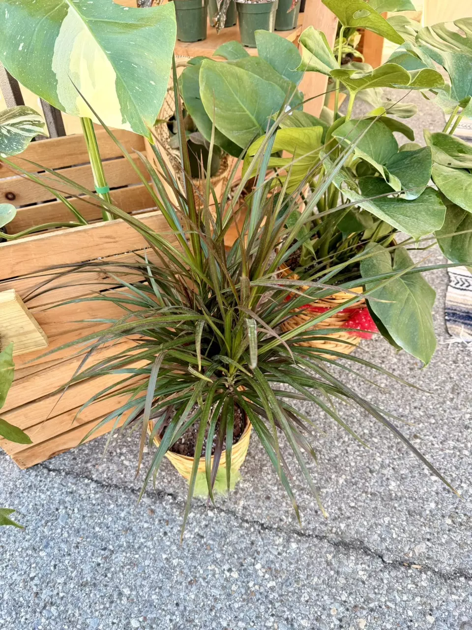 6" Dracaena Magenta thumbnail