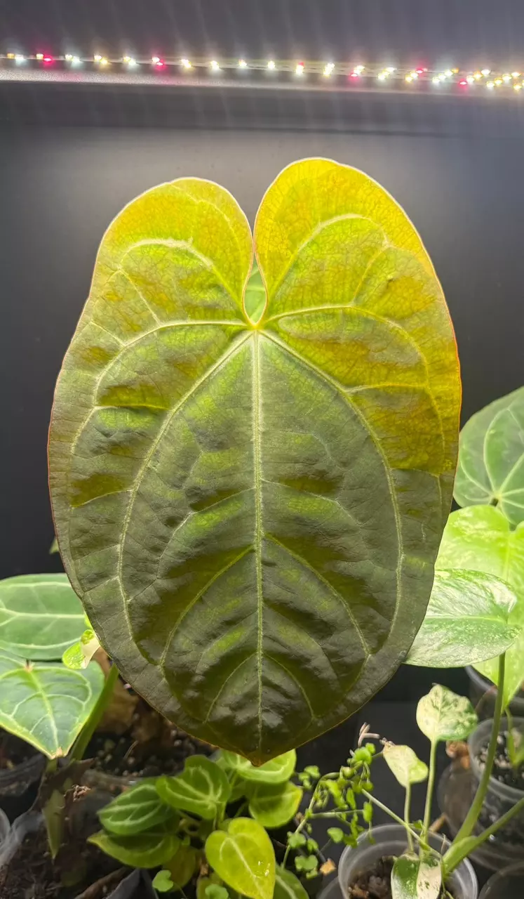 Anthurium Minahasa x Blue Papi thumbnail