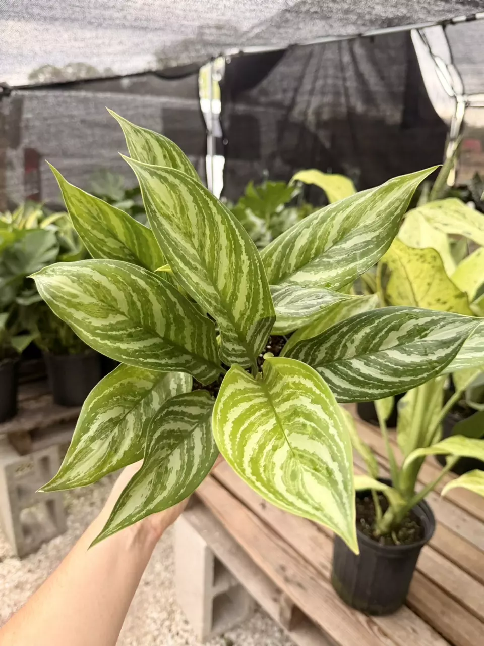 6" Aglaonema Stripes thumbnail