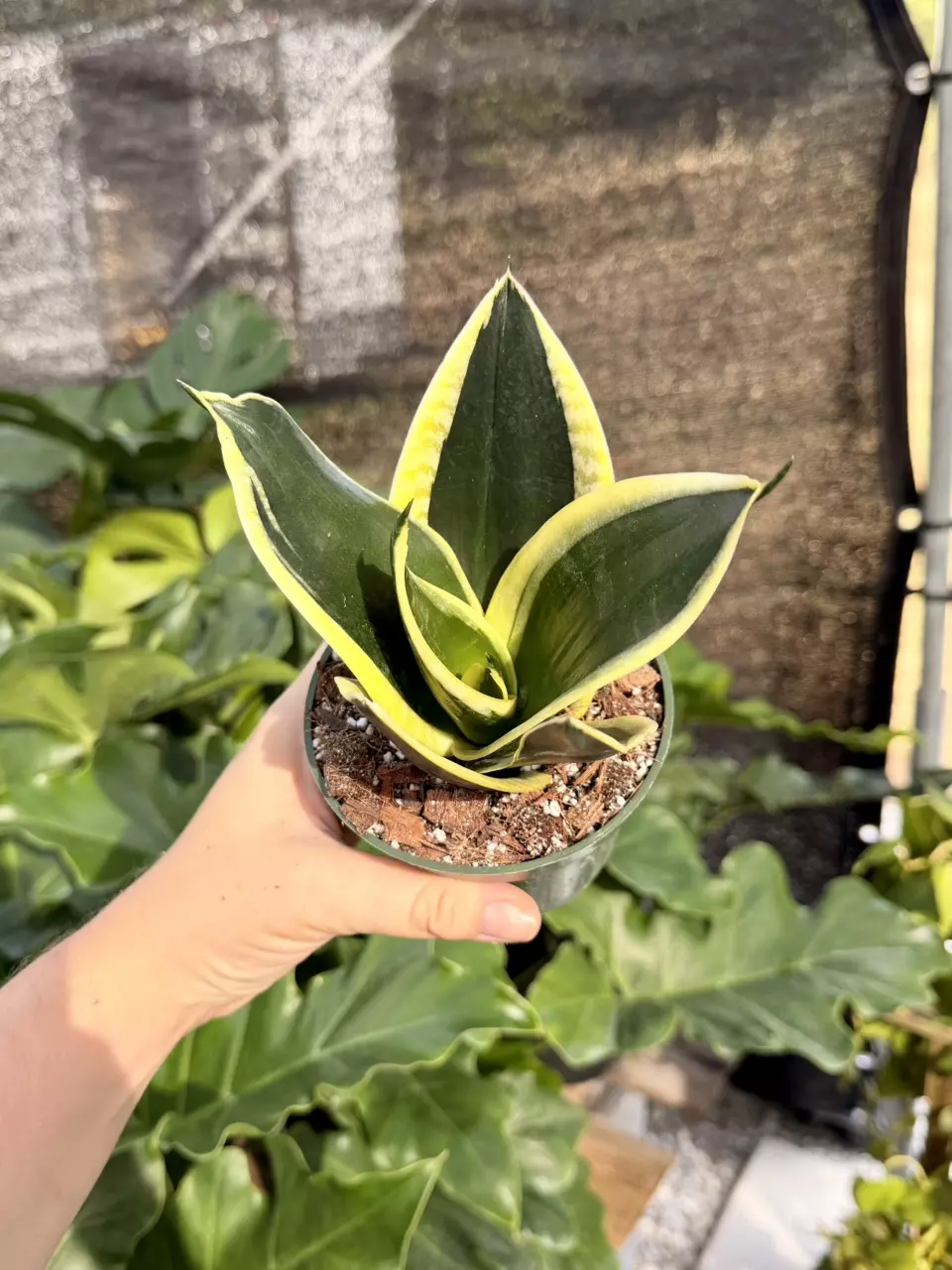 4" Sansevieria Hahnii thumbnail