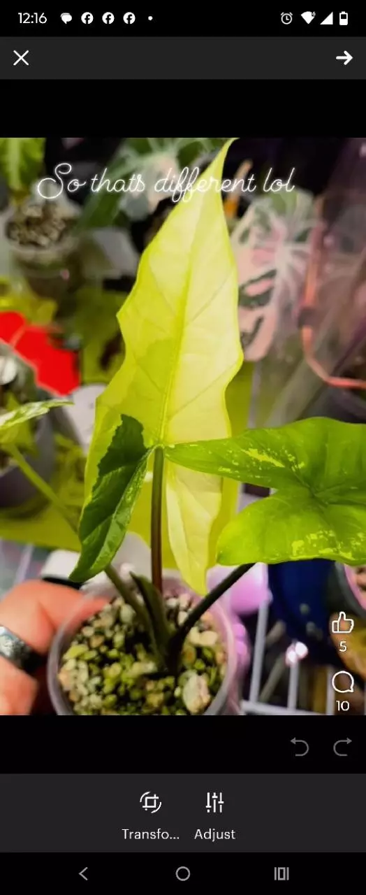 Albo simpo pup corm grown mom makes tri colors here and there like in pic thumbnail