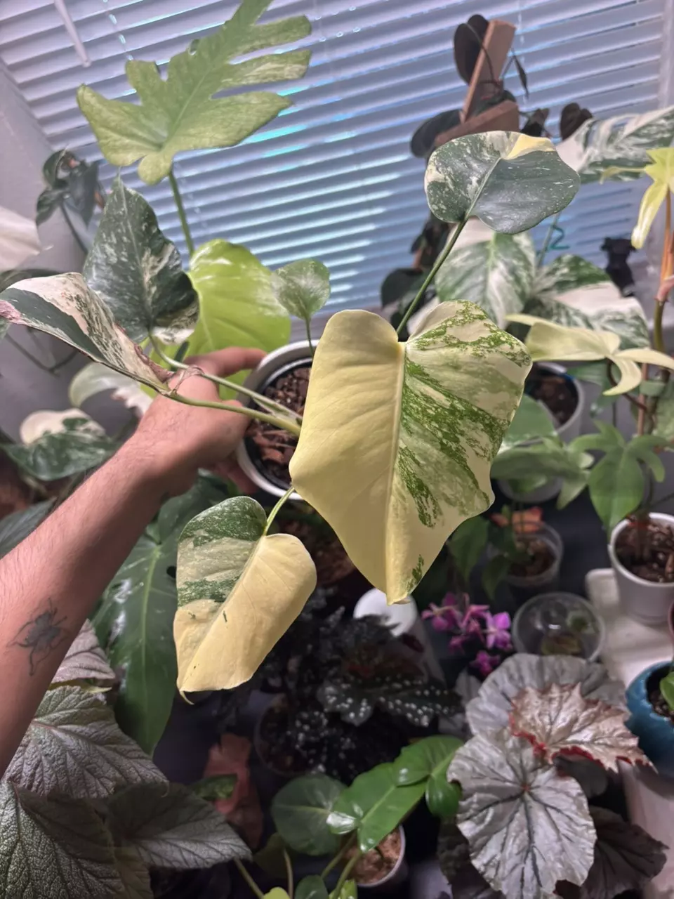 Monstera creme brûlée thumbnail