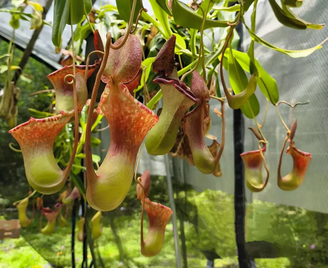 🌿 Nepenthes ventricosa × lowii (red) / Briggsiana — For Sale! thumbnail