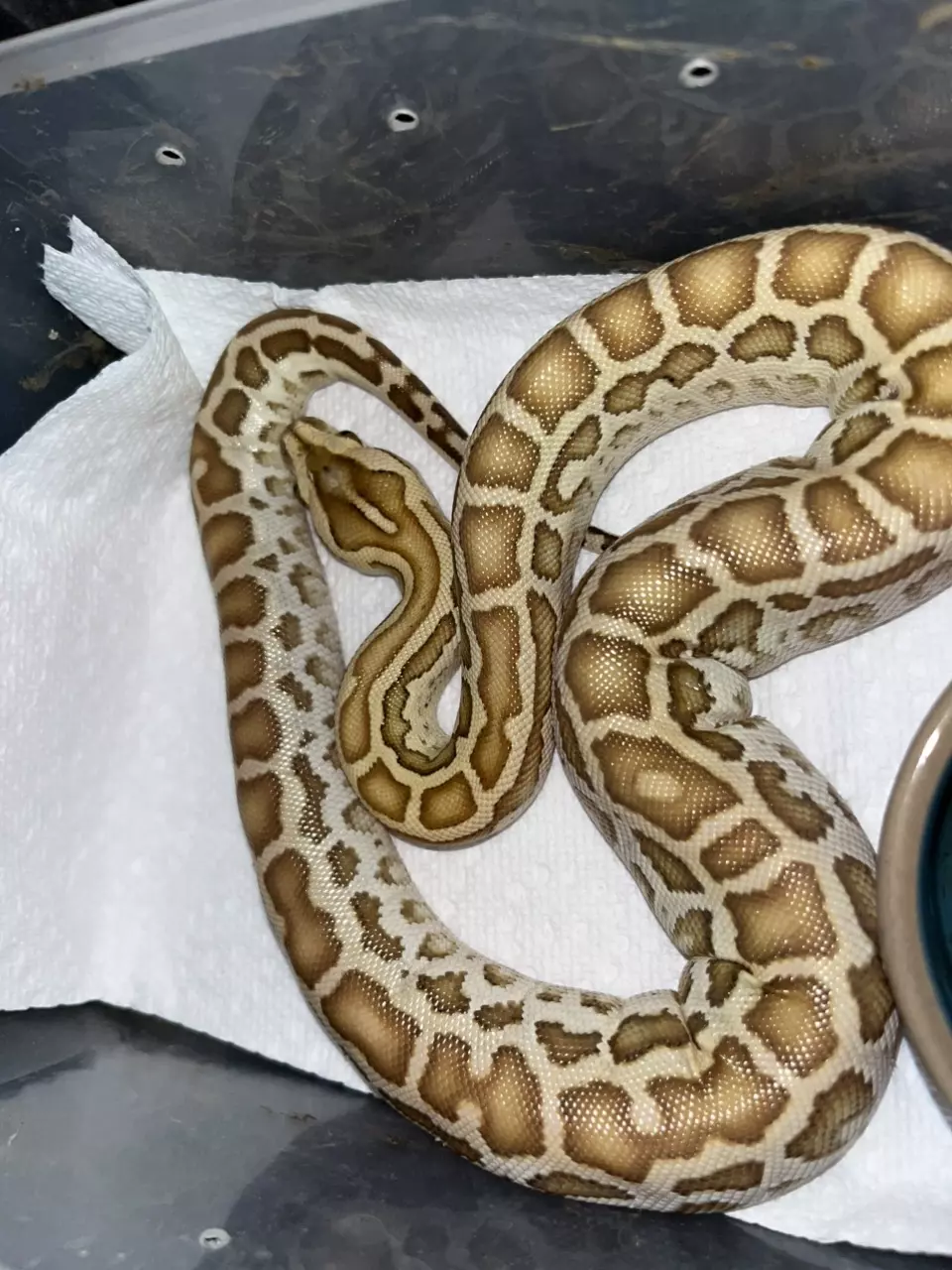 Hypo Burmese python male hatch date may 9th thumbnail