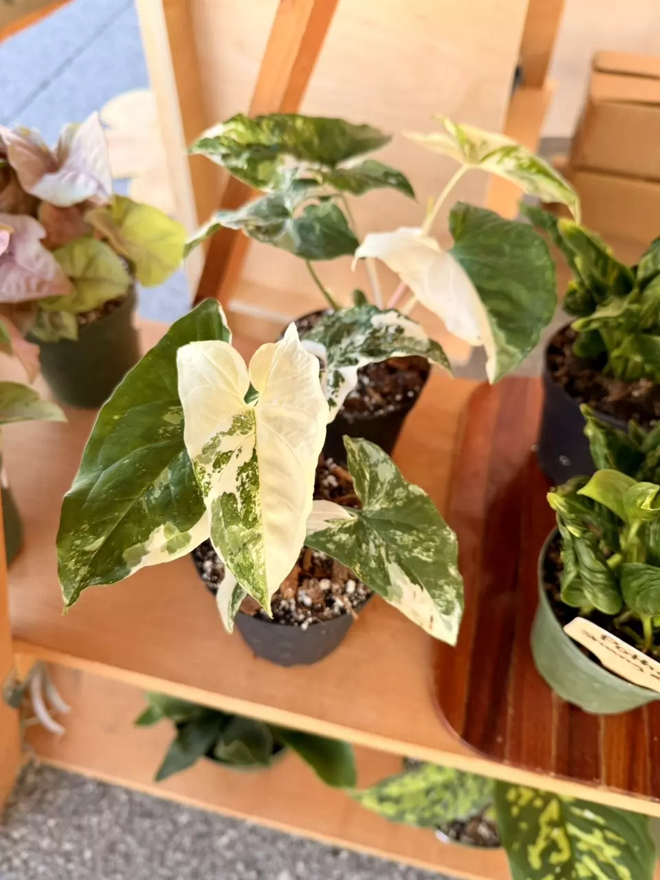 4" Syngonium Albo thumbnail