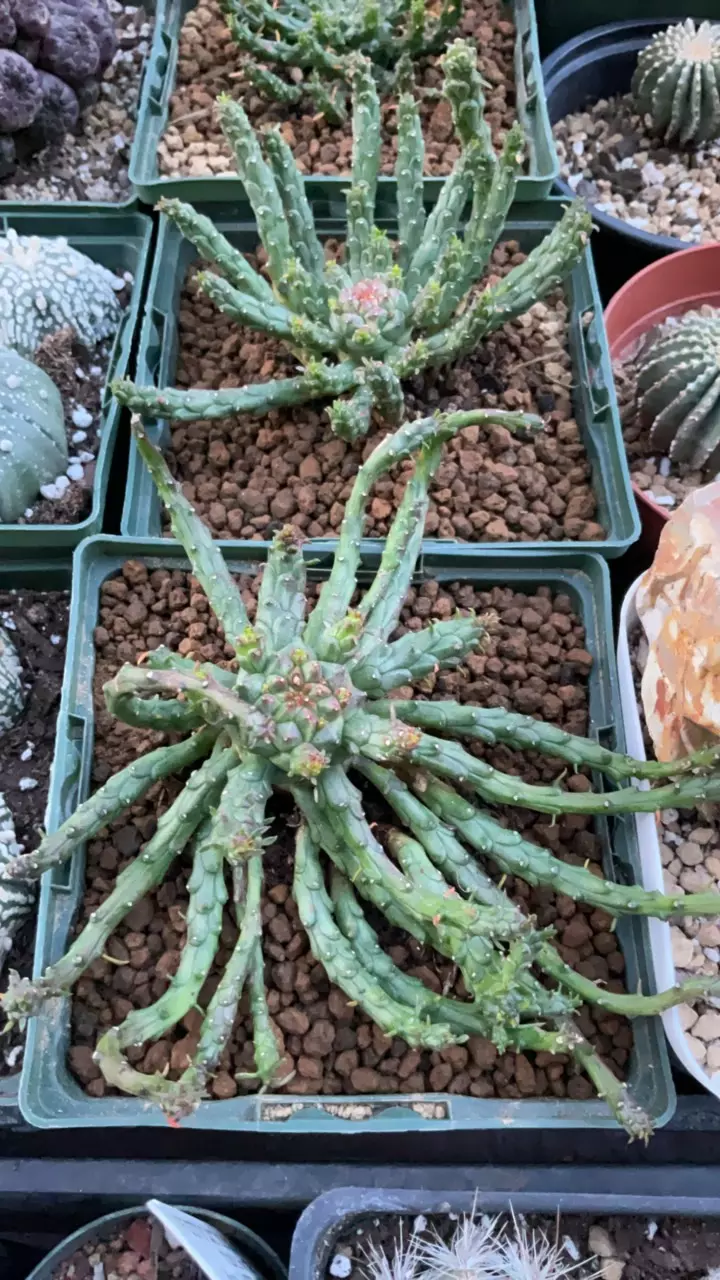 Euphorbia flanaganii thumbnail