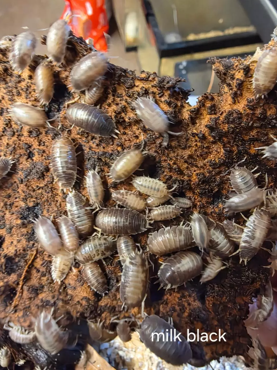 Milk Back 10 Count thumbnail