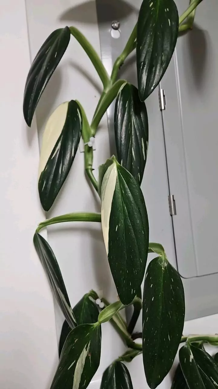 Lunaria Albo Monstera thumbnail