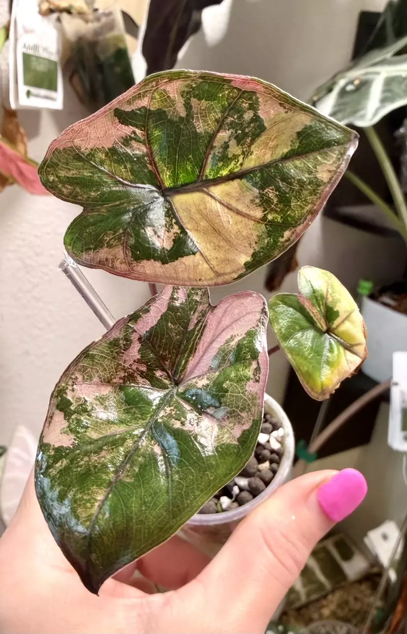 Tri color Pink Plumbea thumbnail