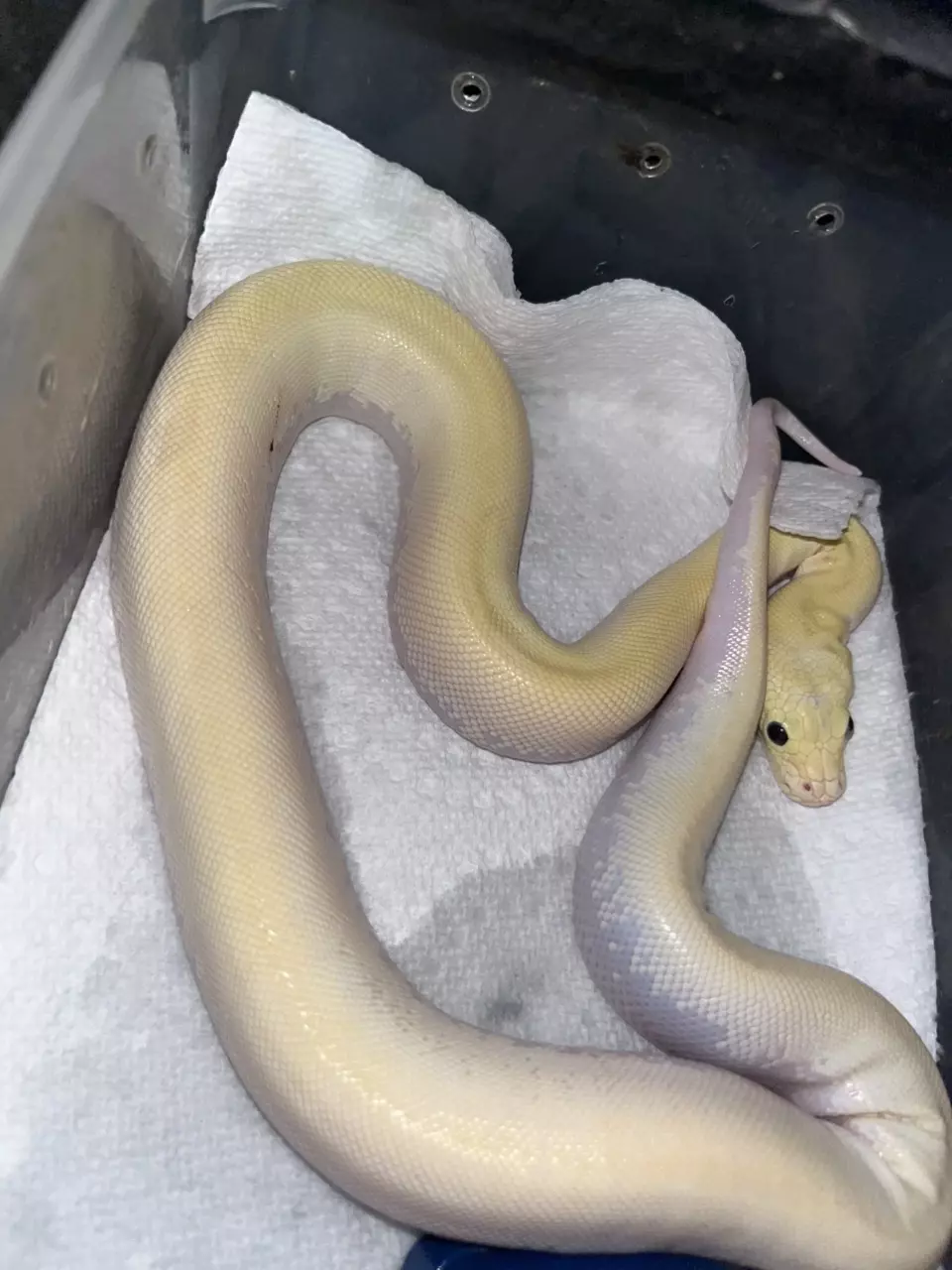 Ivory male thumbnail