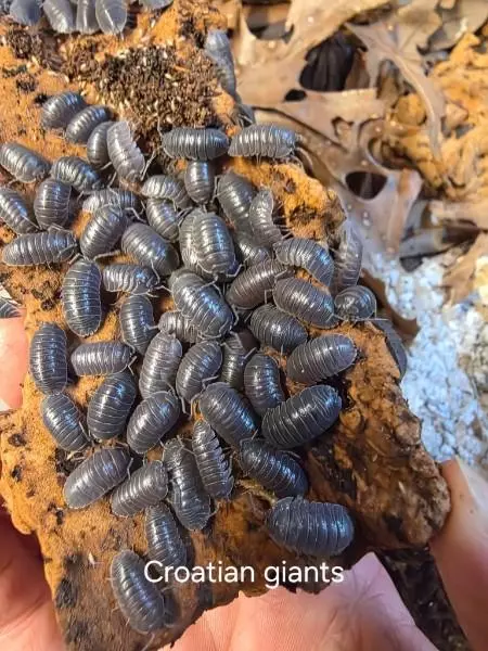 Croatian Giants 6 count thumbnail