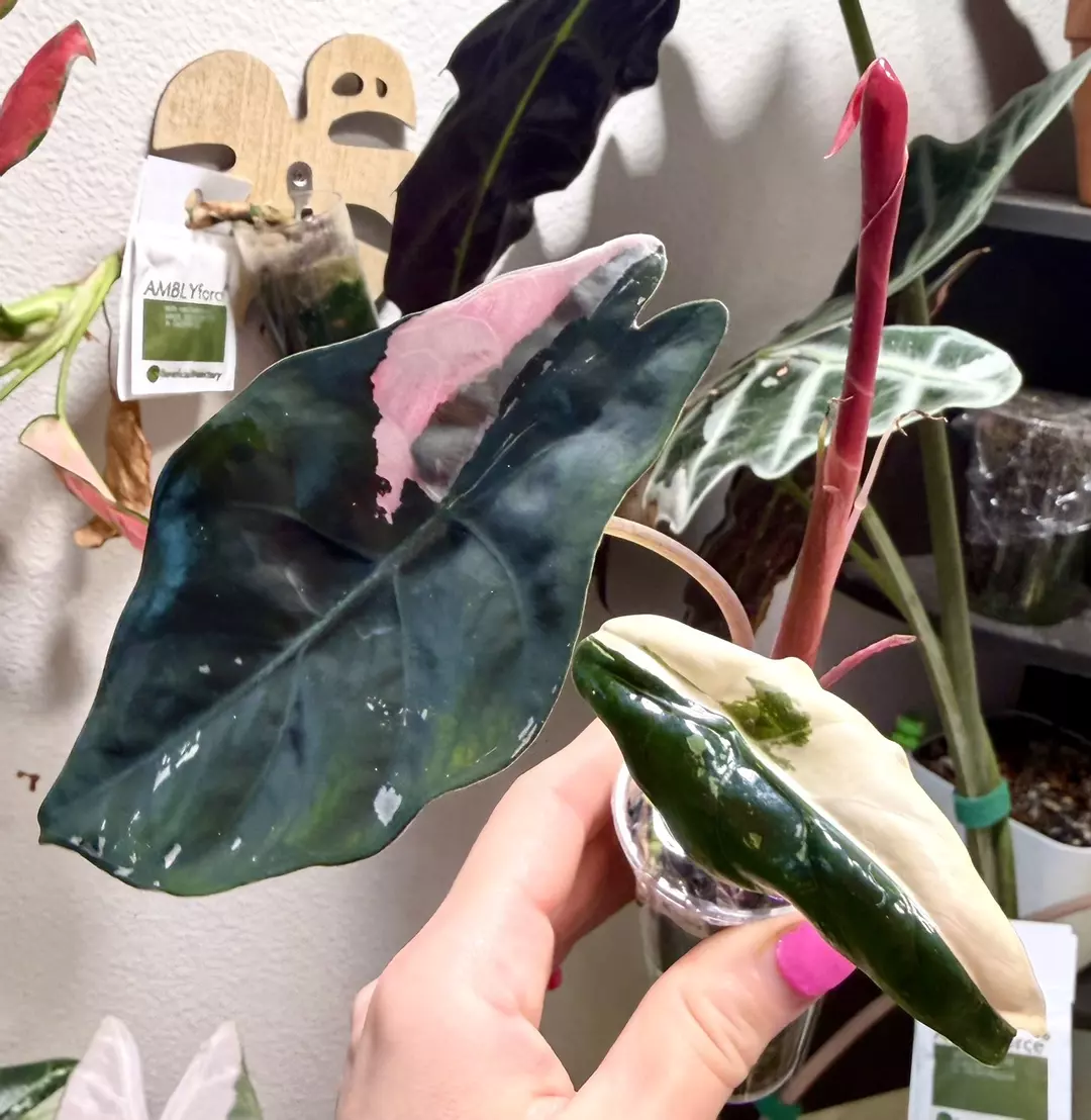 Pink Chantrieri Alocasia thumbnail