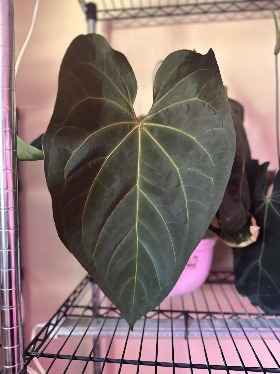 Anthurium Prince of darkness x Carla bottom cut thumbnail