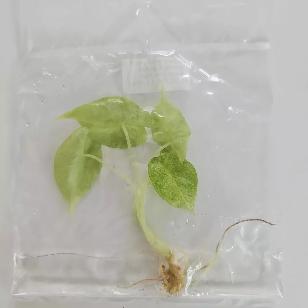 Alocasia Golden Bone Pink Mint Variegated tissue culture 2DayAir thumbnail