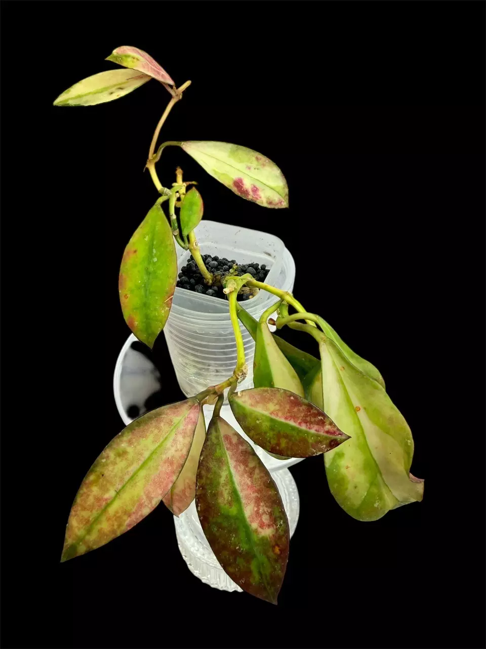 hoya walliniana variegated thumbnail