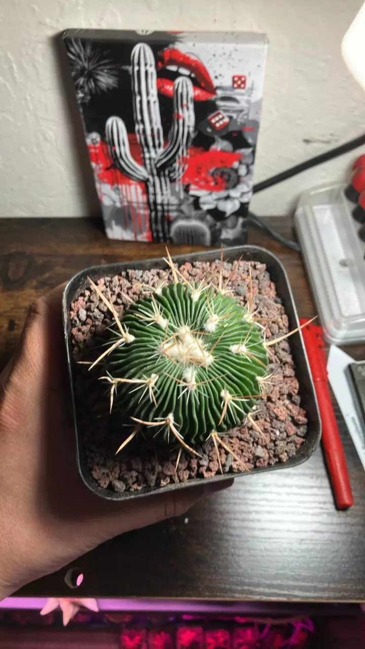 Stenocactus multicostatus thumbnail