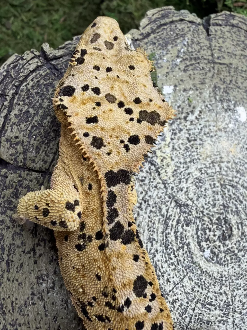 Super Dalmatian crested gecko thumbnail