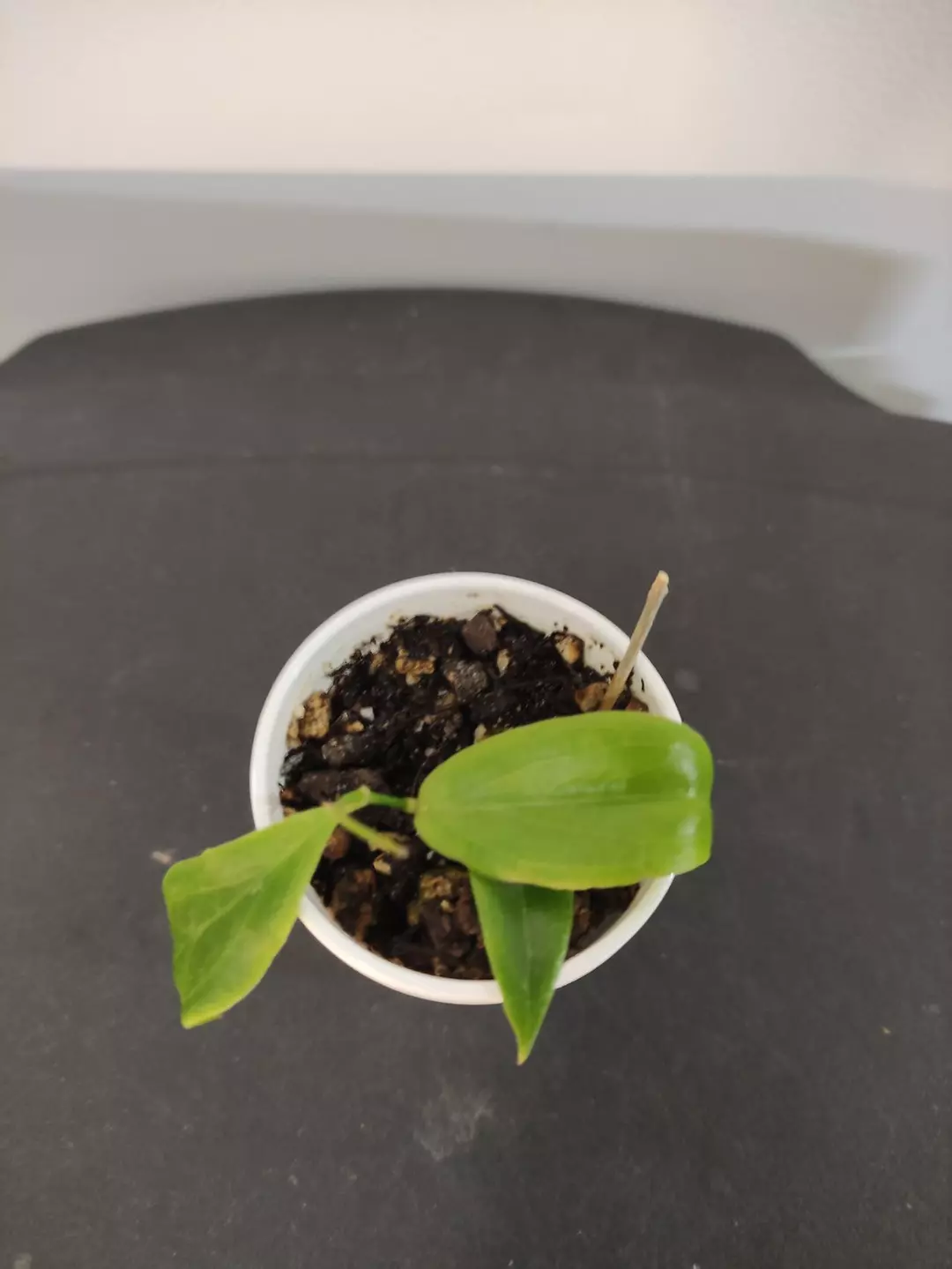 Hoya blashernaezii ssp. siariae red thumbnail