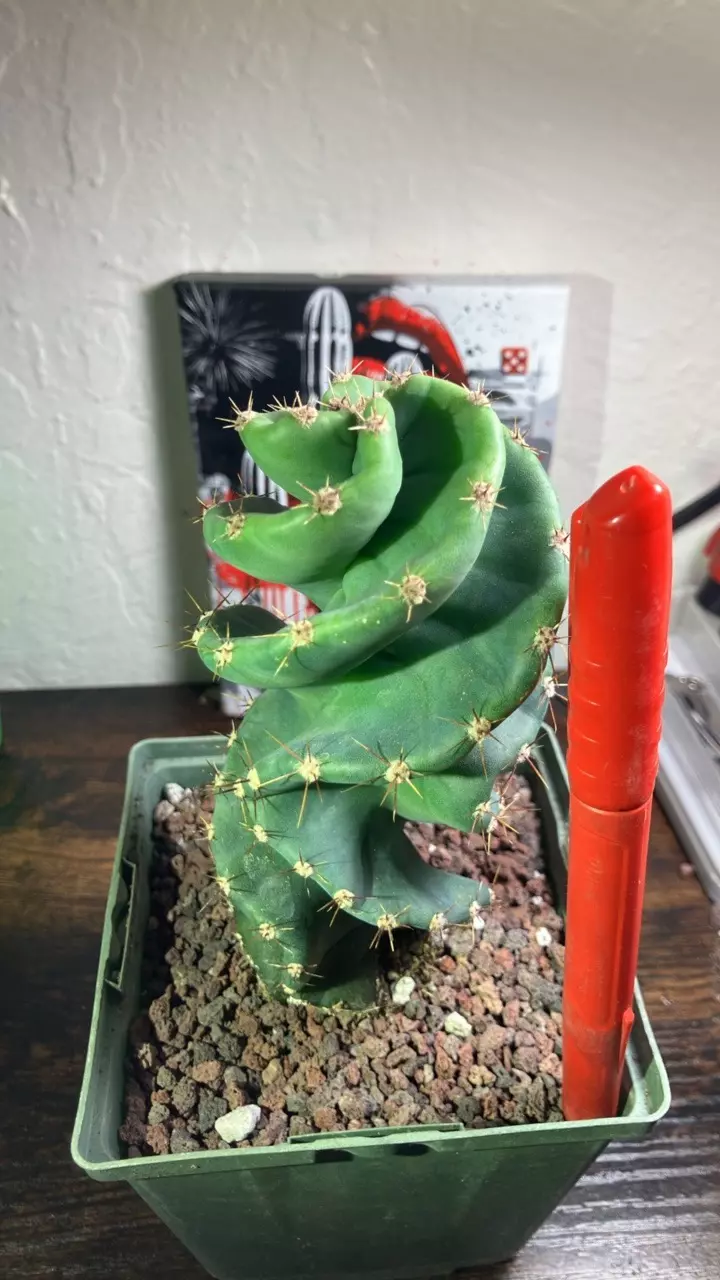 Spiral cactus thumbnail