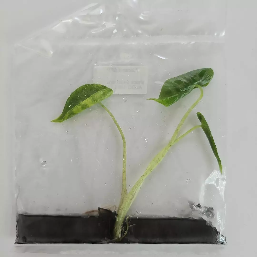 Alocasia Macrorrhiza Shock Treatment variegated tissue culture 2DayAir thumbnail